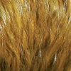 Fly Tying - JMC Fly fishing plumes cou indien top grade