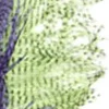 Fly Tying - JMC Fly tying plumes autruche zebrée