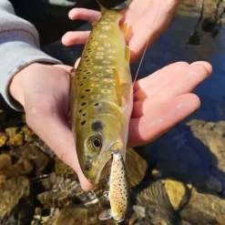 Leurres À Truite|Leurres - RAPALA Leurre Dur Jerkbait Countdown 03 3cm 4g