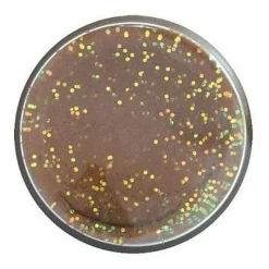 Appâts À Truite - BERKLEY Pâte à Truite Arôme Fish pellet Natural Fish Pellet Glitter